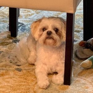 Meet your Posher, Misty